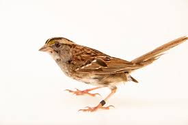 Image result for Zonotrichia albicollis