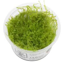 Attēlu rezultāti vaicājumam “Sphagnum riparium”