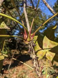 Attēlu rezultāti vaicājumam “Kalopanax septemlobus fruit”