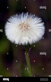 Attēlu rezultāti vaicājumam “Tussilago farfara fruit”