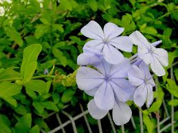 Attēlu rezultāti vaicājumam “Plumbaginaceae”