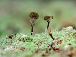 Attēlu rezultāti vaicājumam “Chaenotheca chlorella”