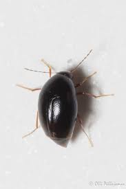 Attēlu rezultāti vaicājumam “Scaphisoma sp.”