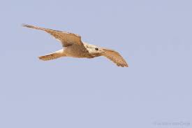 Image result for Caprimulgus aegyptius