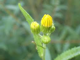 Attēlu rezultāti vaicājumam “Jacobaea paludosa”