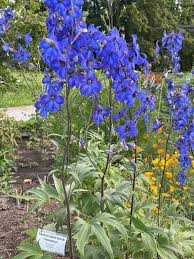 Image result for Rittersporn