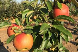 Attēlu rezultāti vaicājumam “Malus domestica fruit”
