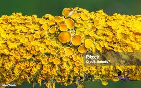 Attēlu rezultāti vaicājumam “Xanthoria parietina”