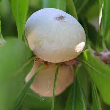 Attēlu rezultāti vaicājumam “Cinna latifolia fruit”