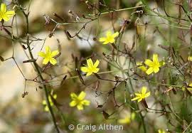 Attēlu rezultāti vaicājumam “Mycelis muralis leaf”