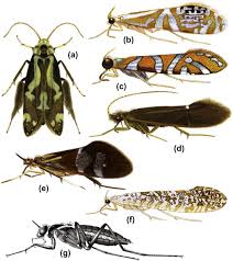 Attēlu rezultāti vaicājumam “Trichoptera egg mass”