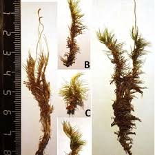 Attēlu rezultāti vaicājumam “Dicranum leioneuron”