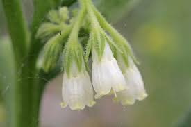 Attēlu rezultāti vaicājumam “Symphytum officinale bud”
