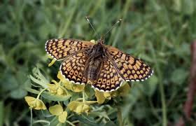 Attēlu rezultāti vaicājumam “Melitaea cinxia upperside”