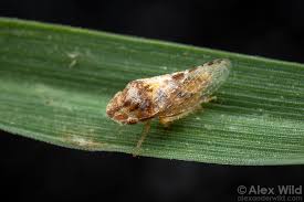 Attēlu rezultāti vaicājumam “Macrosteles sp. nymph”