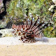 Image result for Pterois volitans