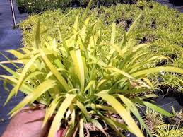 Attēlu rezultāti vaicājumam “Milium effusum flower”