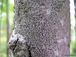 Attēlu rezultāti vaicājumam “Alyxoria varia”