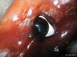 Image result for Dosidicus gigas