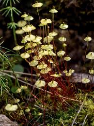 Attēlu rezultāti vaicājumam “Splachnum ampullaceum sporophyte”