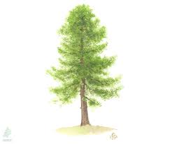 Attēlu rezultāti vaicājumam “Pinus nigra”