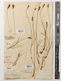 Attēlu rezultāti vaicājumam “Blysmus compressus”