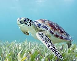 Image result for Chelonia mydas