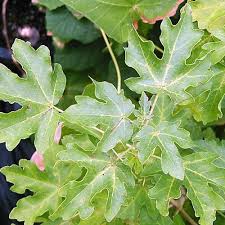 Attēlu rezultāti vaicājumam “Acer campestre leaf”