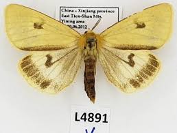 Attēlu rezultāti vaicājumam “Diacrisia sannio male”