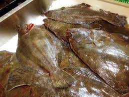 Image result for Paralichthys dentatus