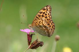 Attēlu rezultāti vaicājumam “Argynnis paphia female”
