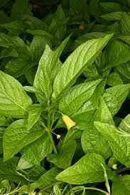 Attēlu rezultāti vaicājumam “Scopolia carniolica leaf”