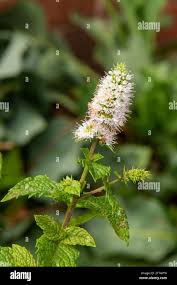 Attēlu rezultāti vaicājumam “Mentha spicata flower”