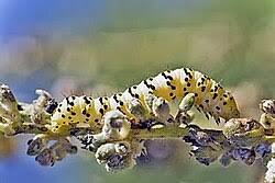Attēlu rezultāti vaicājumam “Shargacucullia scrophulariae larva”
