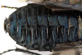 Attēlu rezultāti vaicājumam “Acantholyda erythrocephala”