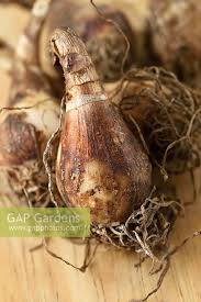 Attēlu rezultāti vaicājumam “Leucojum vernum var. vernum”