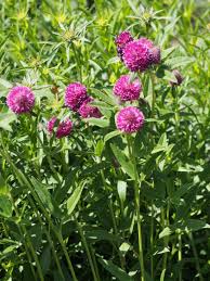 Attēlu rezultāti vaicājumam “Trifolium alpestre flower”