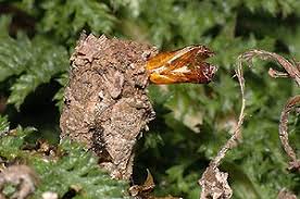 Attēlu rezultāti vaicājumam “Epiblema foenella”