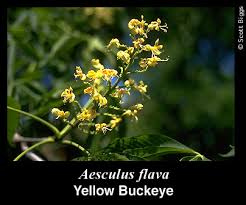 Attēlu rezultāti vaicājumam “Aesculus flava flower”
