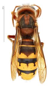 Attēlu rezultāti vaicājumam “Vespa crabro”