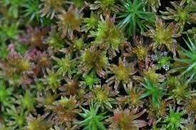 Attēlu rezultāti vaicājumam “Sphagnum quinquefarium”