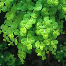 Image result for Lysimachia nummularia