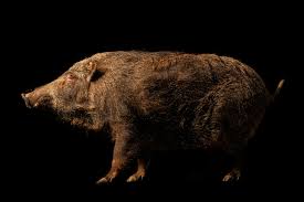 Attēlu rezultāti vaicājumam “Sus scrofa”