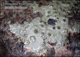 Attēlu rezultāti vaicājumam “Verrucaria hydrela”