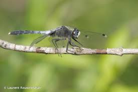 Attēlu rezultāti vaicājumam “Leucorrhinia albifrons”