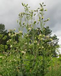 Attēlu rezultāti vaicājumam “Silene tatarica”