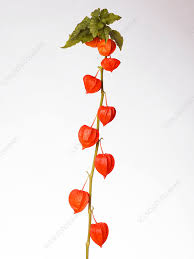 Attēlu rezultāti vaicājumam “Physalis alkekengi”