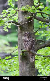 Attēlu rezultāti vaicājumam “Strix uralensis adult”