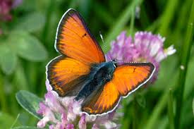 Attēlu rezultāti vaicājumam “Lycaena hippothoe female”