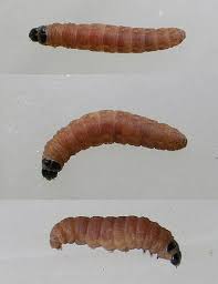 Attēlu rezultāti vaicājumam “Proutia betulina larva”